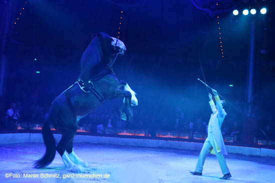 Letztmalig im Programm von Circus Roncalli sind bei "40 Jahre Reise zum Regenbogen" die Pferde in der Manege, gezeigt wird eine Freiheitsdressur von Karl Trunk mit seinen Pferden, Ponys und Minishatlandponys   (©Foto. Martin Schmitz)